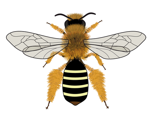 ISCA Decorative Image